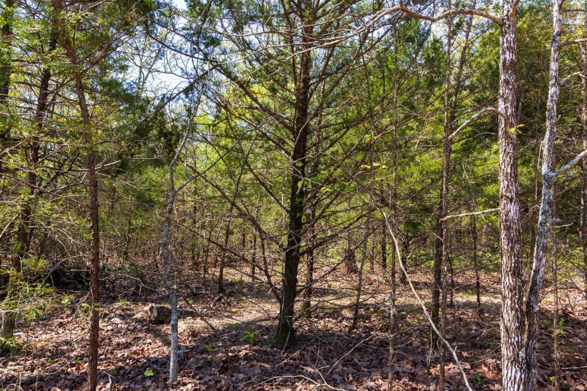 Autumnwood Tract 3 - Image 2