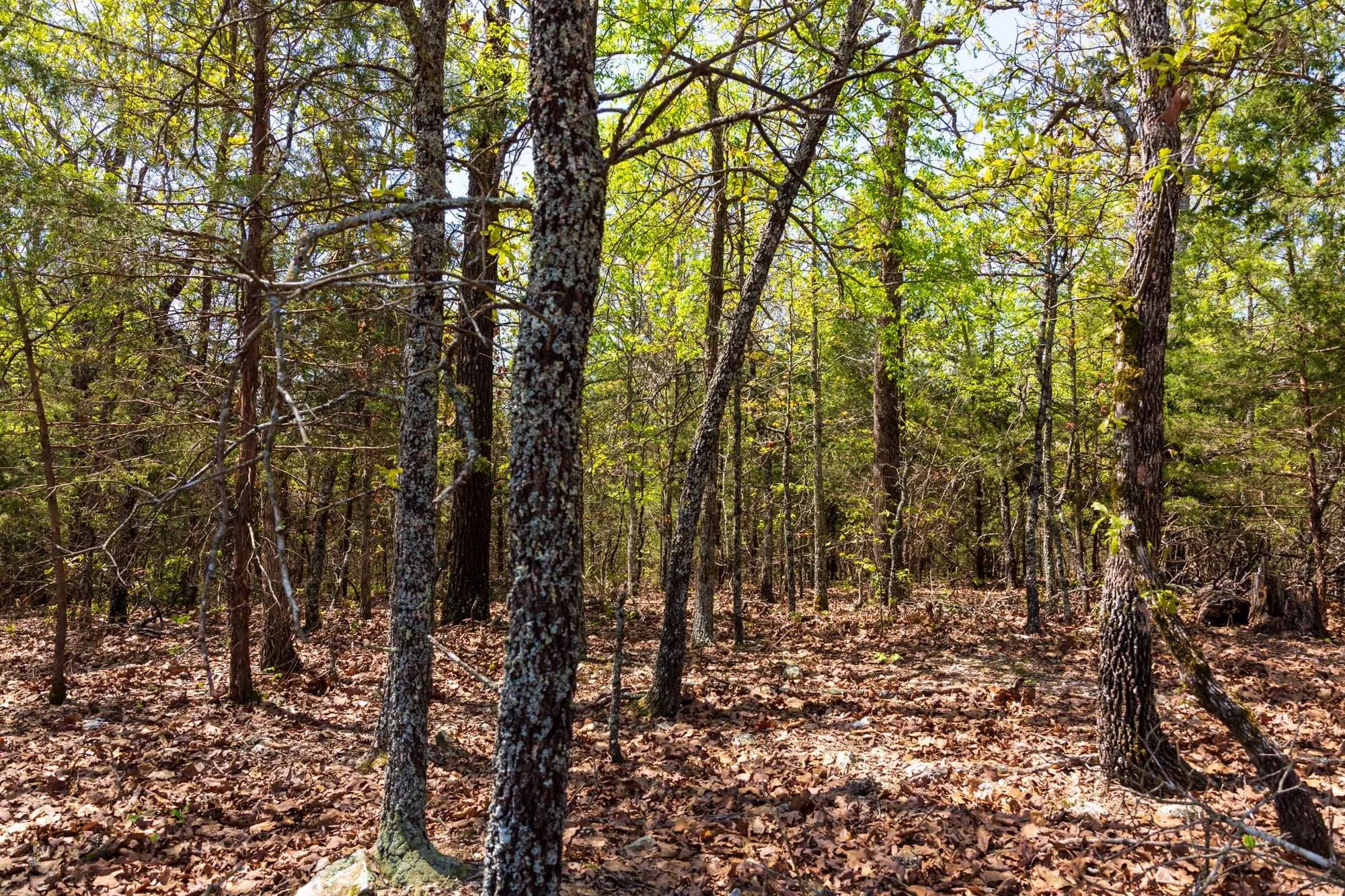Autumnwood Tract 3 in Fulton County, AR