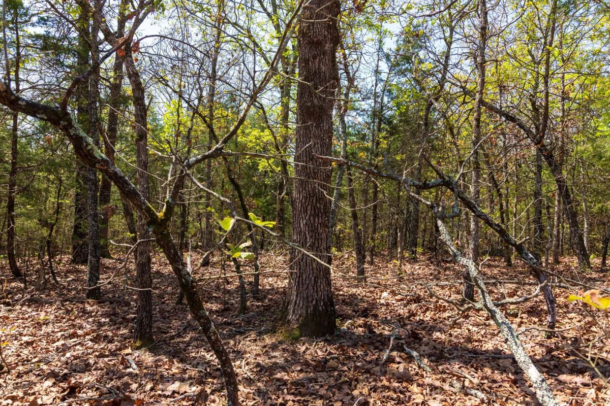 Decorative background for Autumnwood Tract 3 image 5