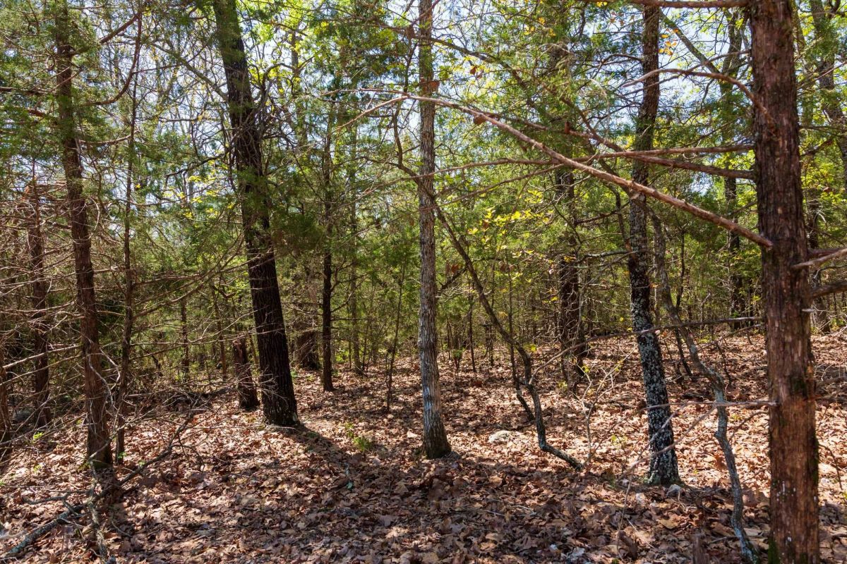 Decorative background for Autumnwood Tract 3 image 6
