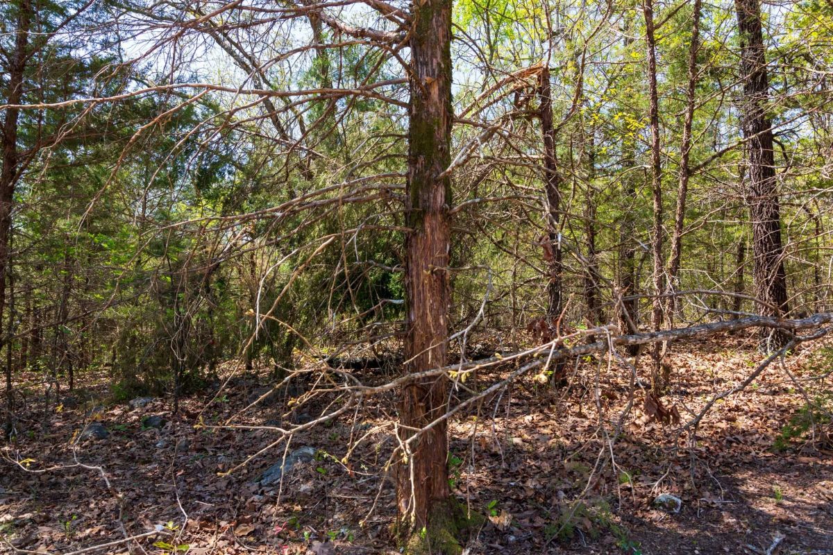Decorative background for Autumnwood Tract 3 image 7