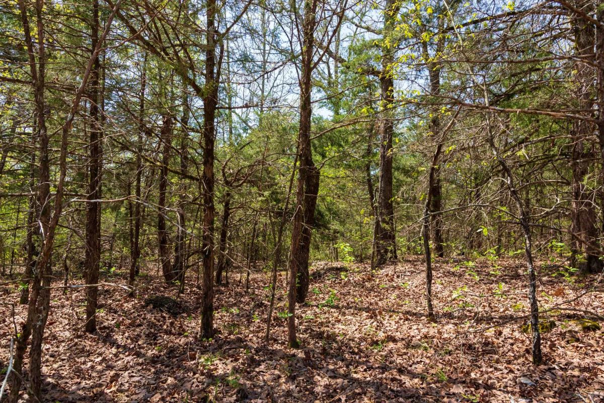 Decorative background for Autumnwood Tract 3 image 9