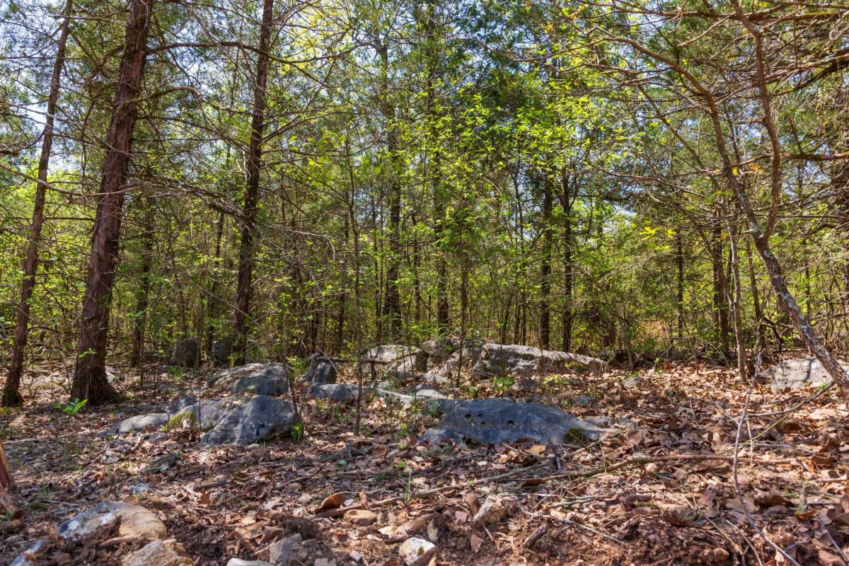 Decorative background for Autumnwood Tract 3 image 10