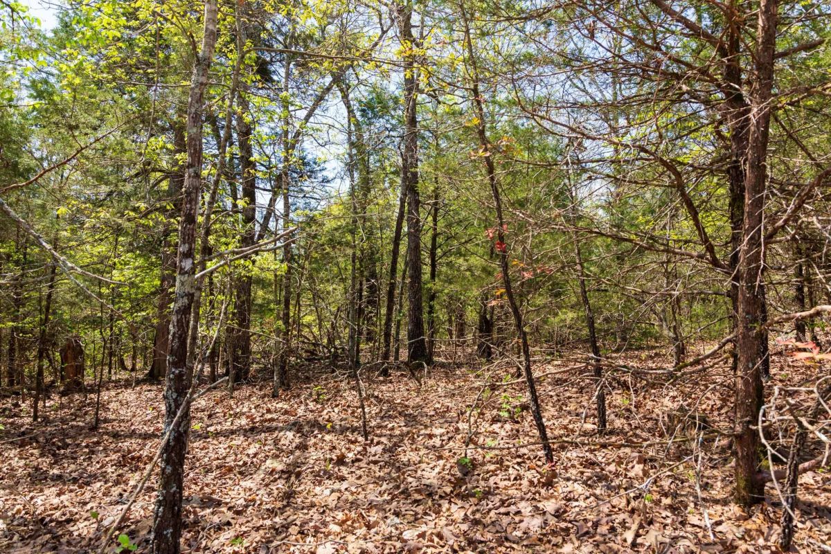 Decorative background for Autumnwood Tract 3 image 11