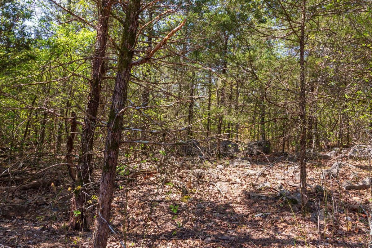 Decorative background for Autumnwood Tract 3 image 12