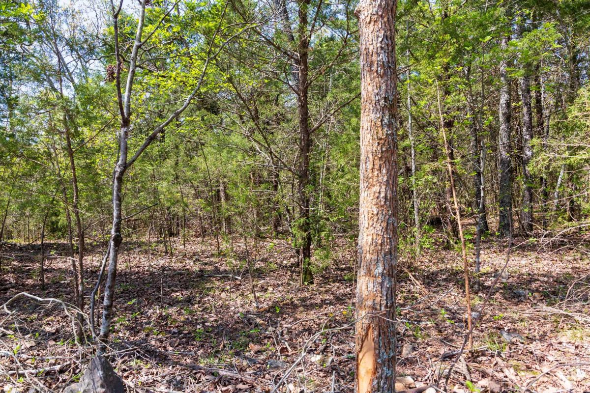 Decorative background for Autumnwood Tract 3 image 13