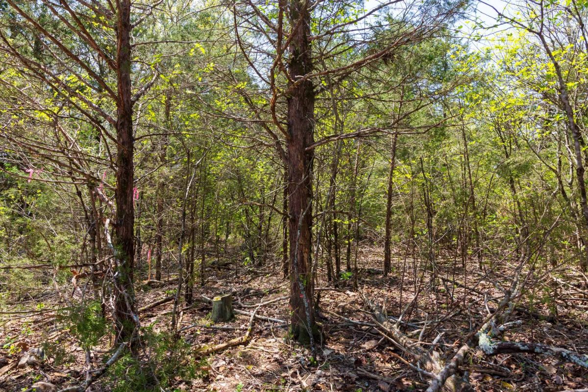 Decorative background for Autumnwood Tract 3 image 14