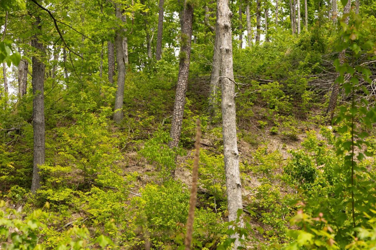 Decorative background for Stardust Estates Tract 14 image 5