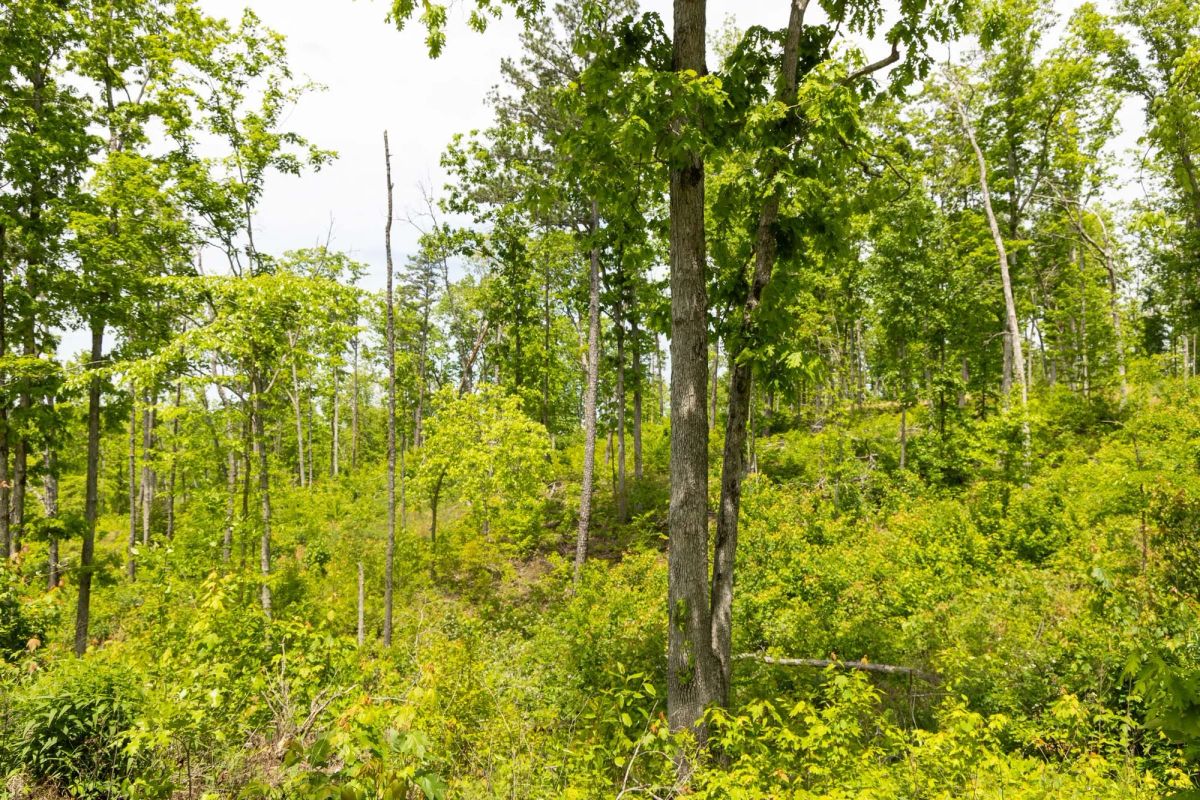 Decorative background for Stardust Estates Tract 14 image 7