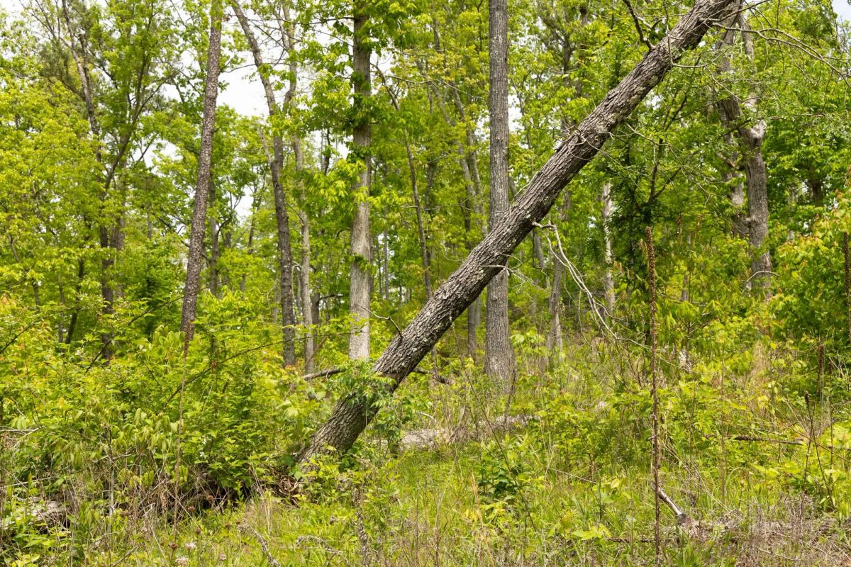 Decorative background for Stardust Estates Tract 14 image 8