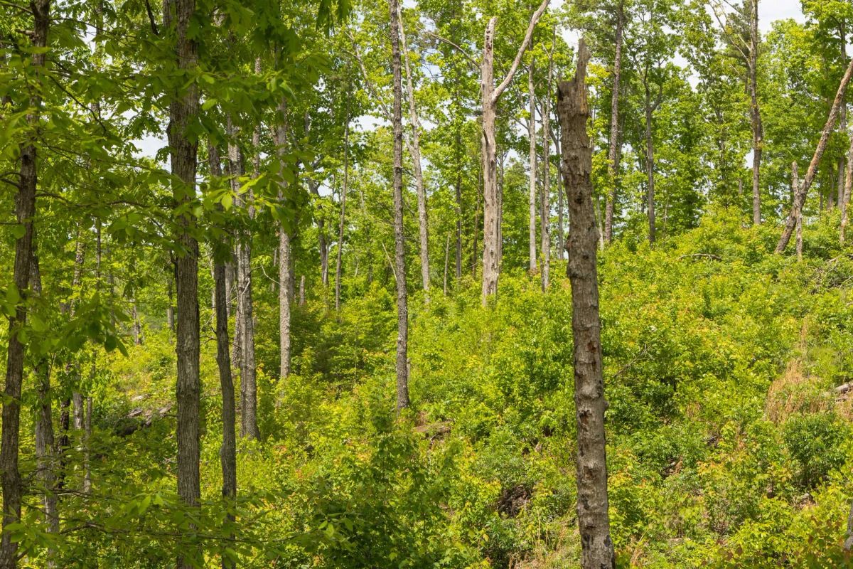 Decorative background for Stardust Estates Tract 14 image 11
