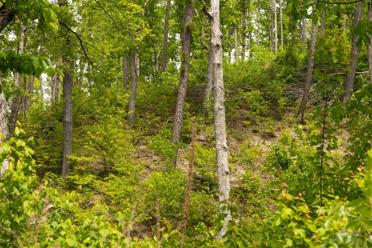 Decorative background for Stardust Estates Tract 14 image 12