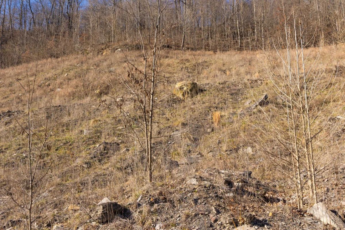 Decorative background for Jade Pass Tract 9 image 5