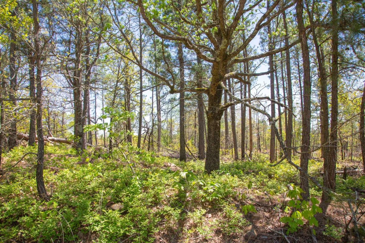 Eagle’s Nest Tract 10 - Image 4