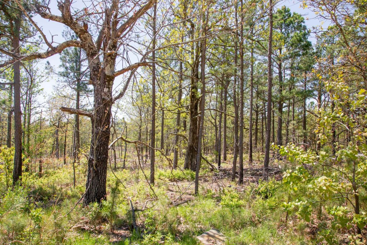 Decorative background for Eagle’s Nest Tract 10 image 7