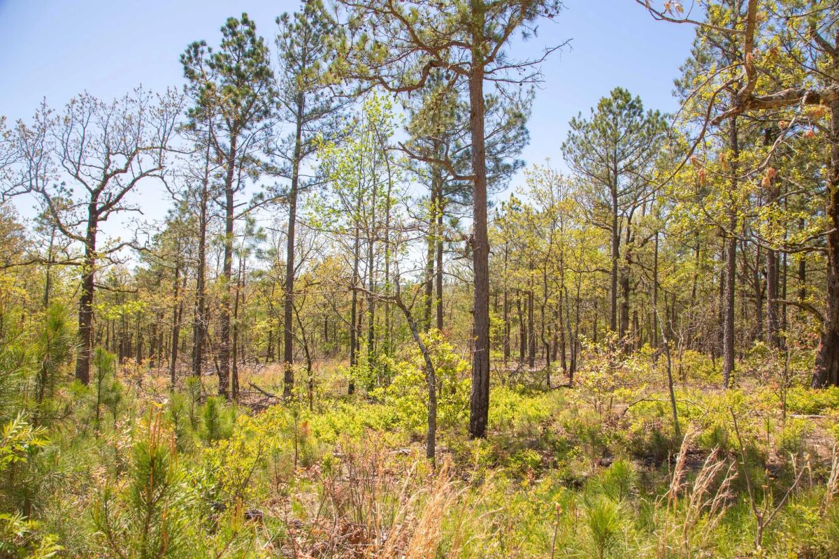 Decorative background for Eagle’s Nest Tract 10 image 8