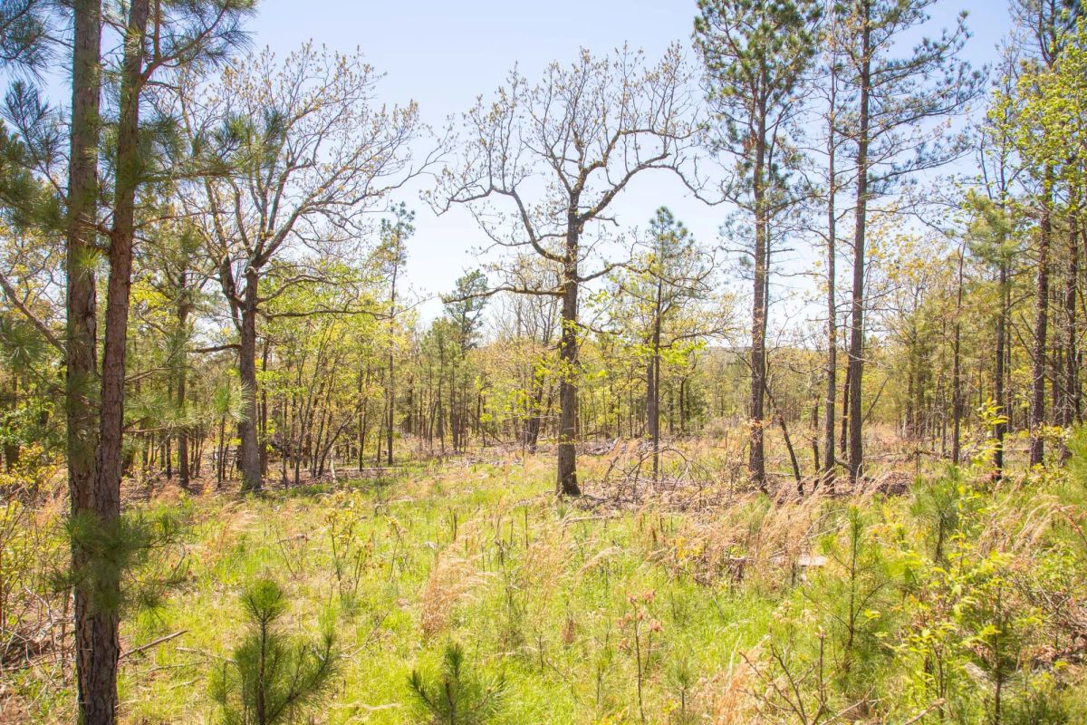 Decorative background for Eagle’s Nest Tract 10 image 9