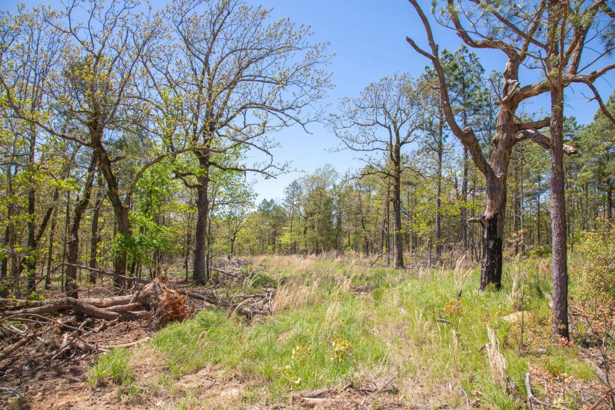 Decorative background for Eagle’s Nest Tract 10 image 10