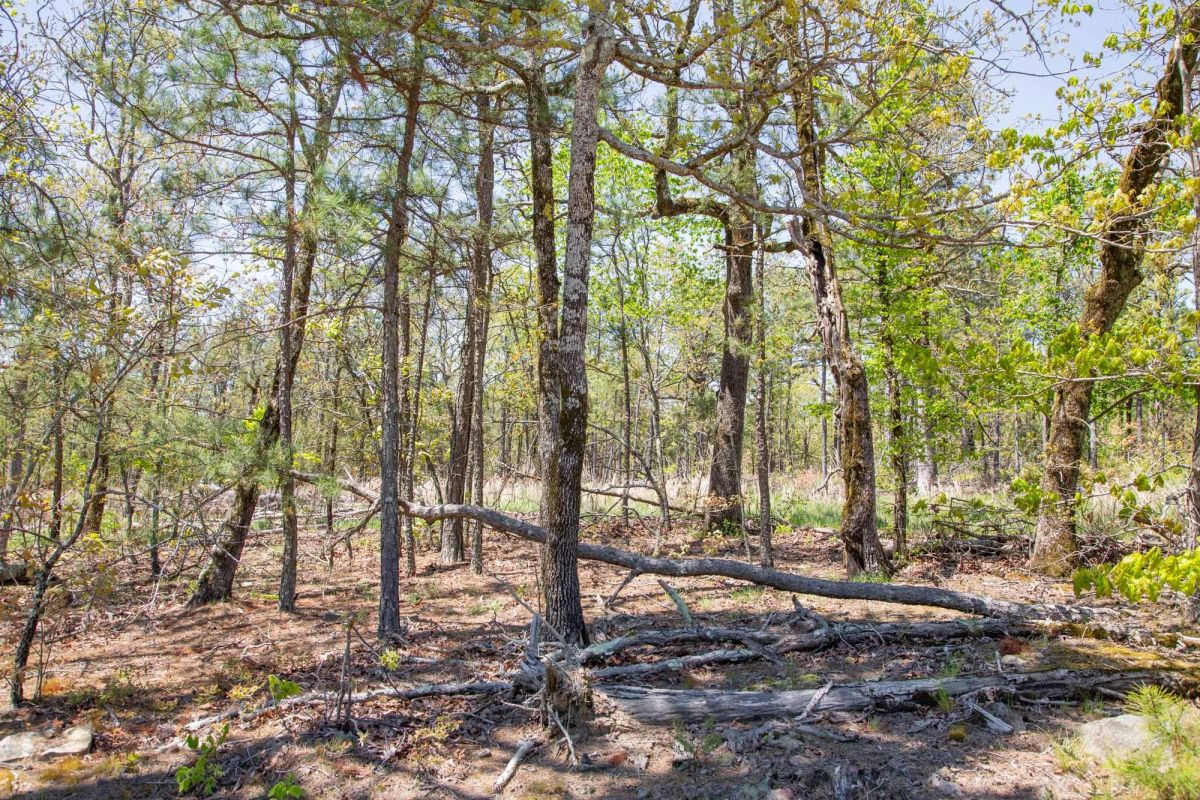 Decorative background for Eagle’s Nest Tract 10 image 12