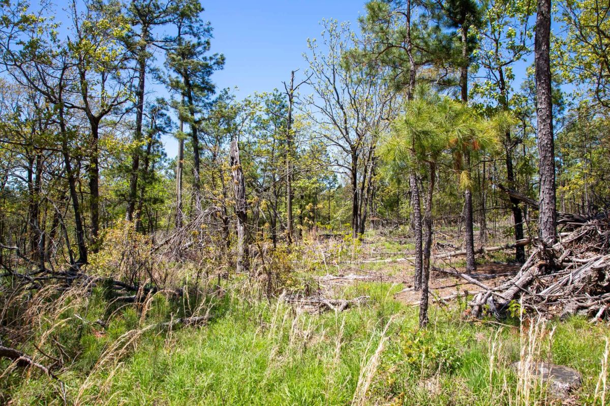 Decorative background for Eagle’s Nest Tract 10 image 13