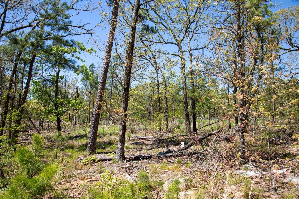 Decorative background for Eagle’s Nest Tract 10 image 17