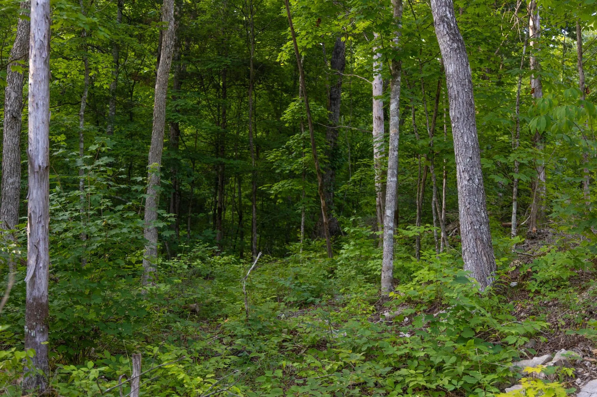 Poppy’s Point Tract 4 in Wayne County, KY