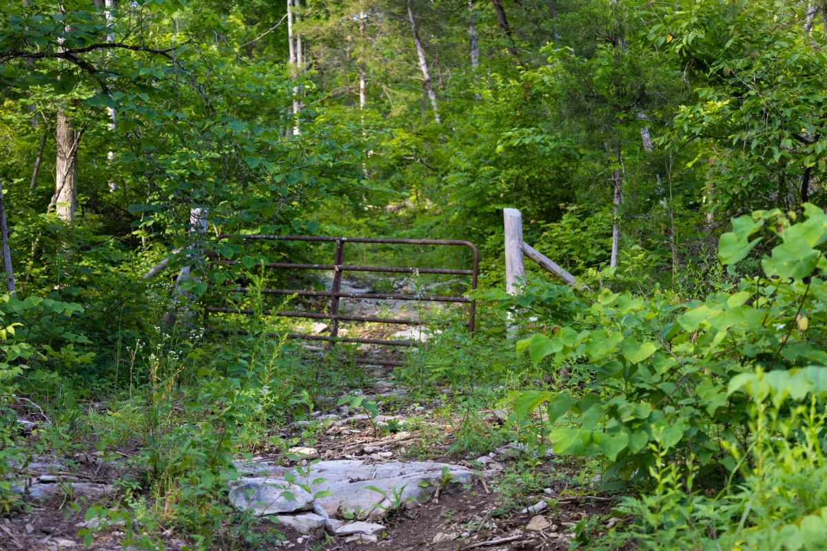 Poppy’s Point Tract 4 - Image 4