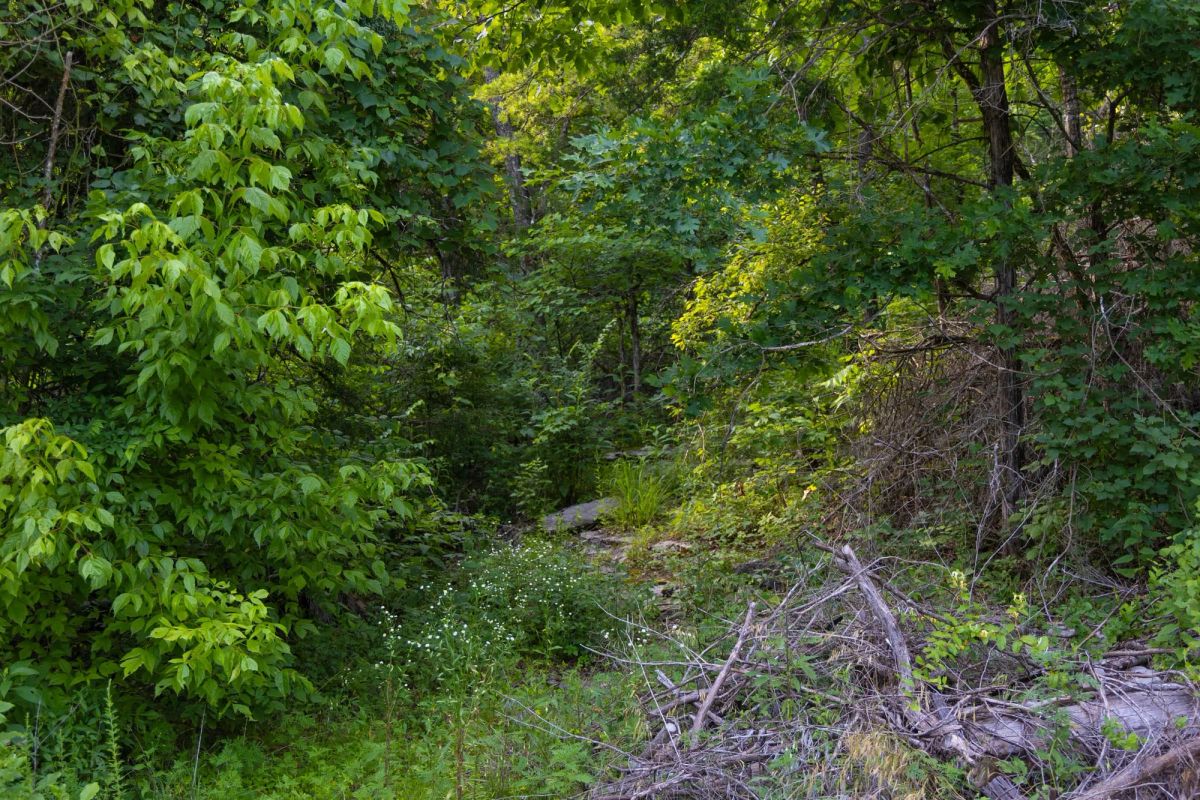 Decorative background for Poppy’s Point Tract 4 image 5