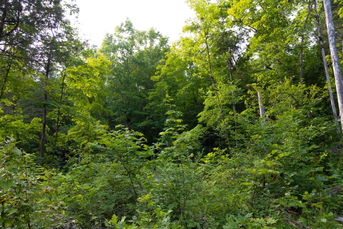 Decorative background for Poppy’s Point Tract 4 image 6