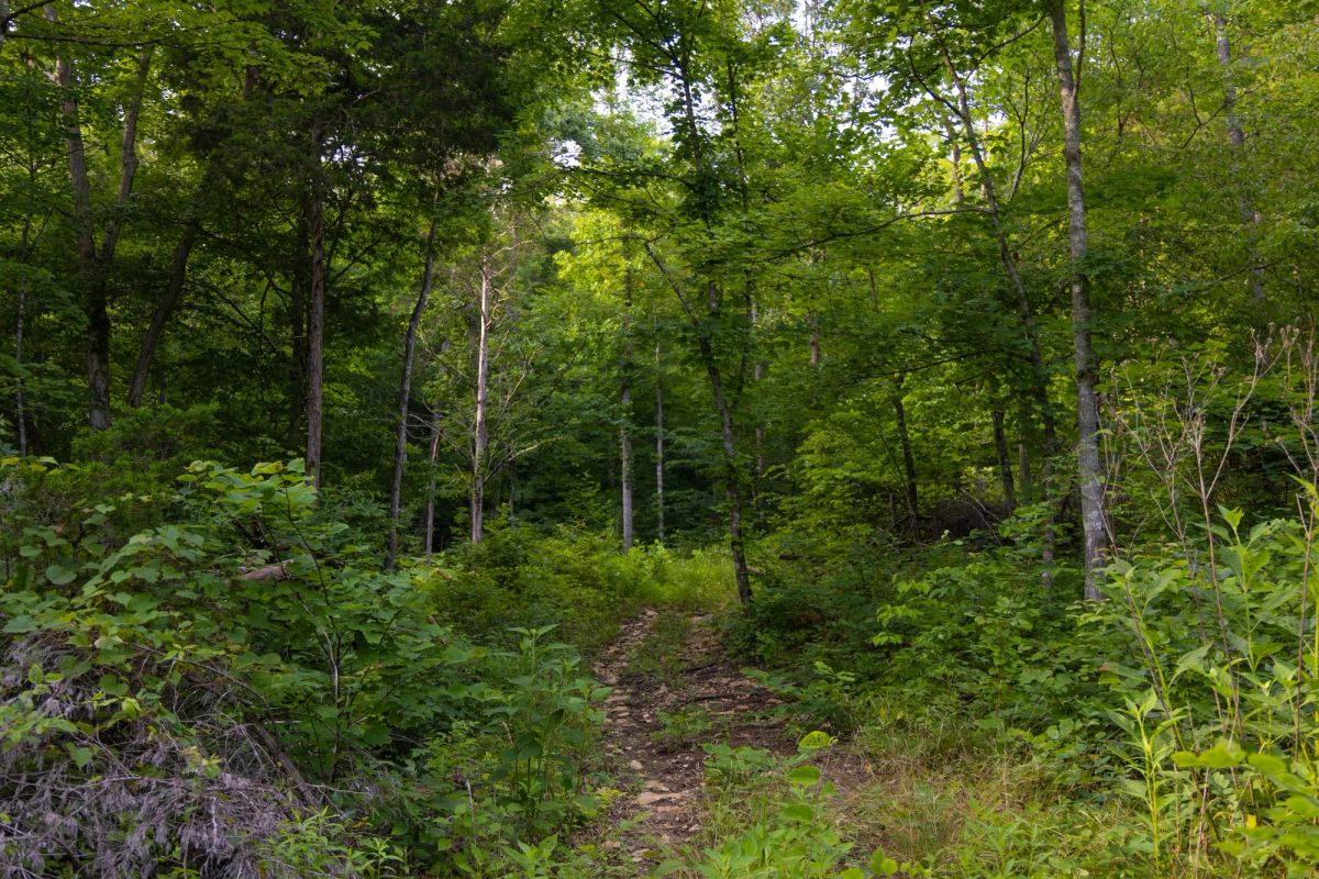 Decorative background for Poppy’s Point Tract 4 image 8