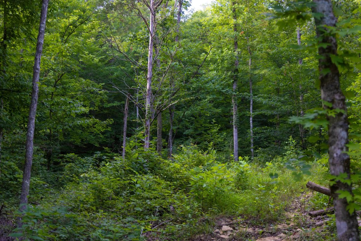 Decorative background for Poppy’s Point Tract 4 image 9