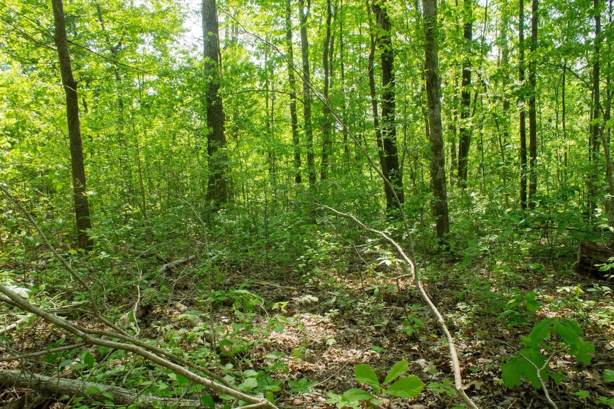 Trails End Tract 20 in Rockcastle County, KY