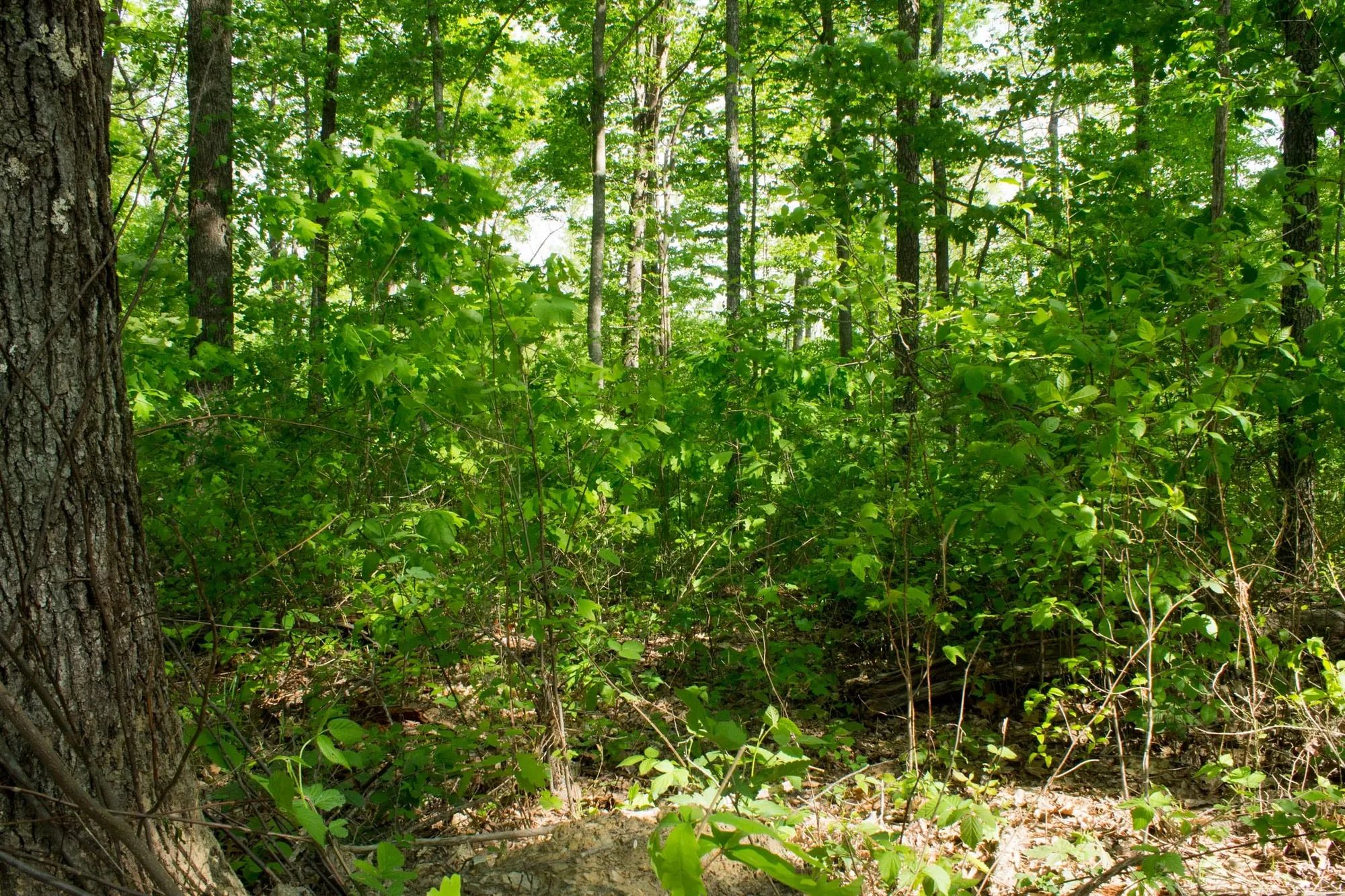 Trails End Tract 20 in Rockcastle County, KY