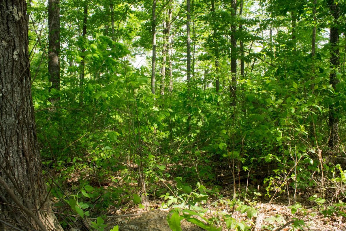 Trails End Tract 20 - Image 3