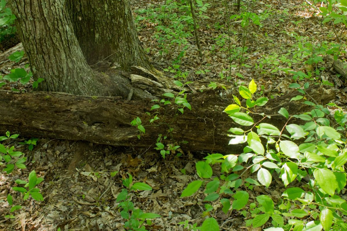Decorative background for Trails End Tract 20 image 5