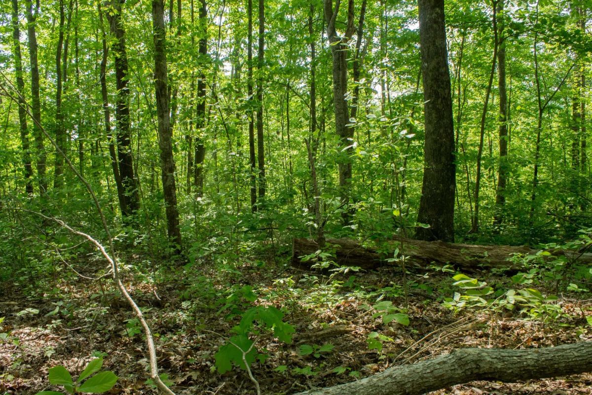 Decorative background for Trails End Tract 20 image 6