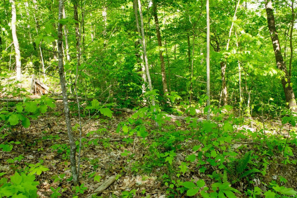 Decorative background for Trails End Tract 20 image 7
