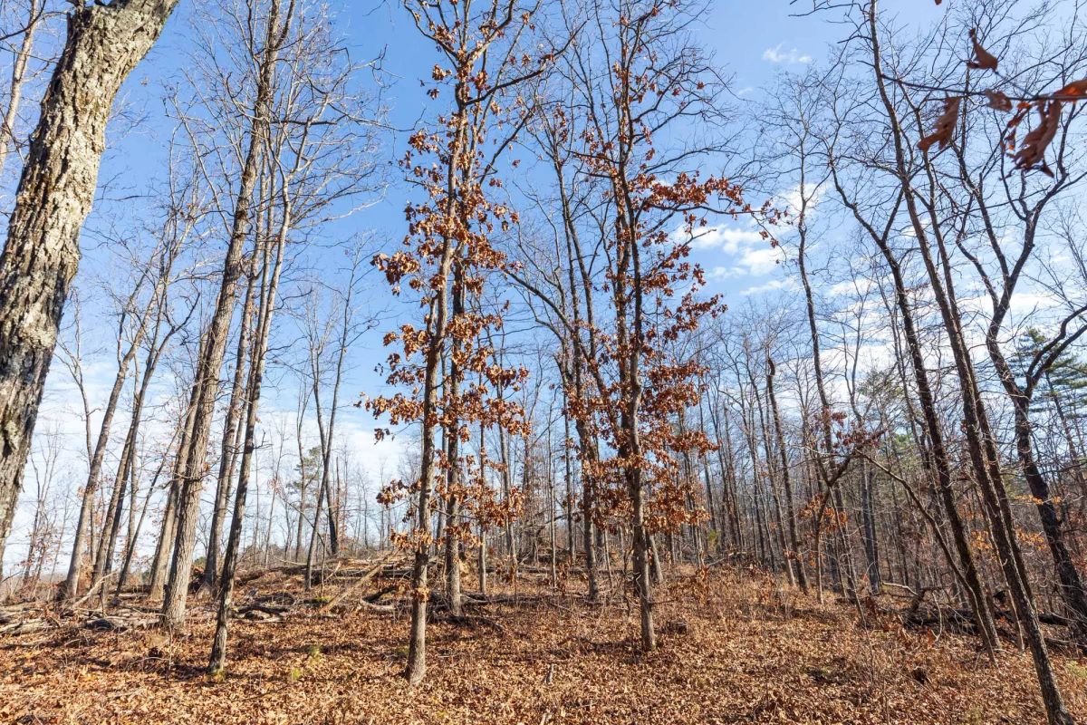 Cypress Ridge Tract 39 - Image 2