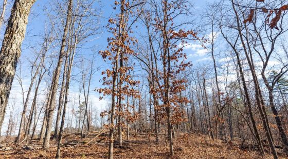 Cypress Ridge Tract 39 in Reynolds County, MO