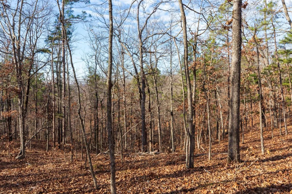 Cypress Ridge Tract 39 - Image 3
