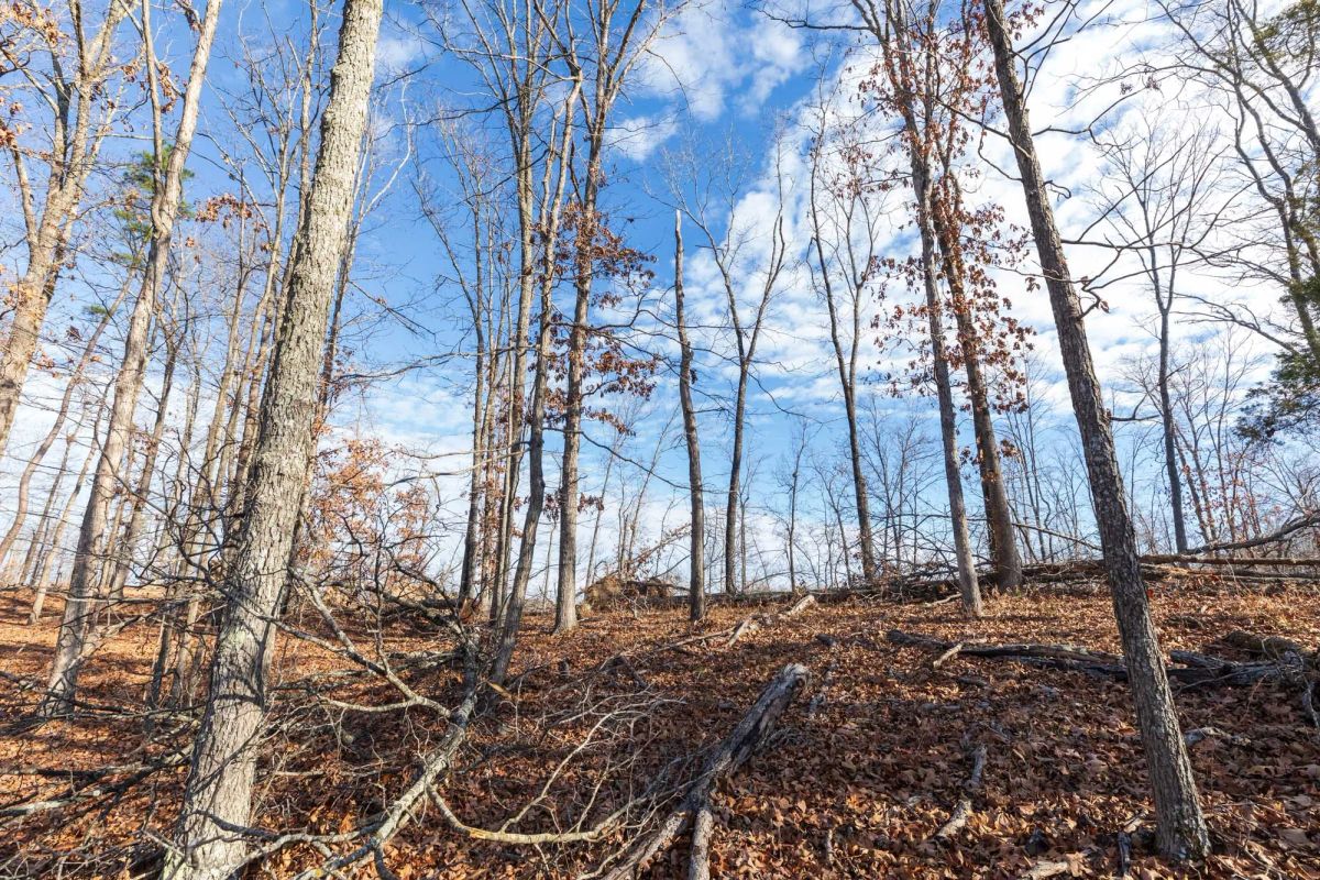 Decorative background for Cypress Ridge Tract 39 image 5