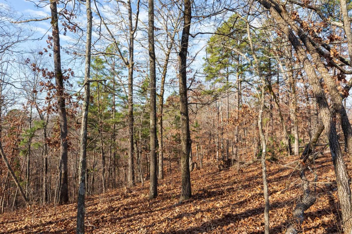 Decorative background for Cypress Ridge Tract 39 image 6
