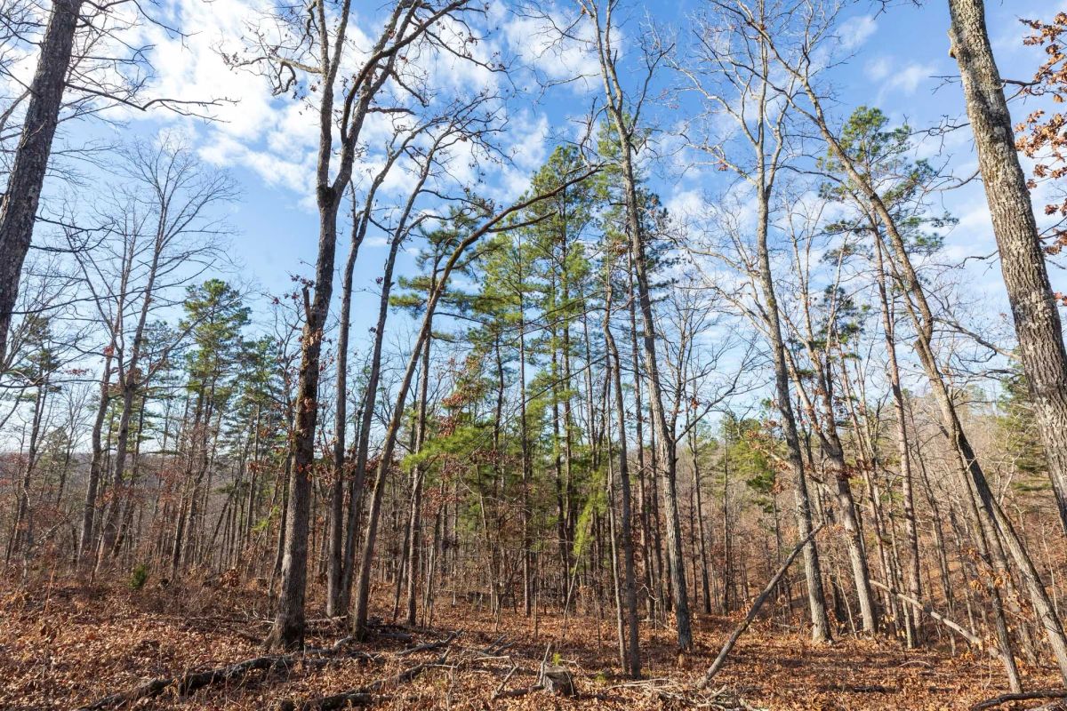 Decorative background for Cypress Ridge Tract 39 image 7