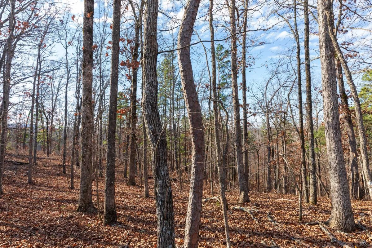 Decorative background for Cypress Ridge Tract 39 image 8