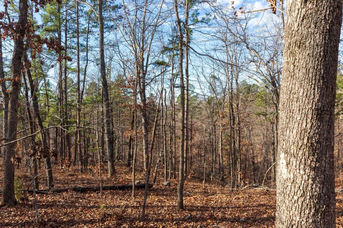 Decorative background for Cypress Ridge Tract 39 image 9