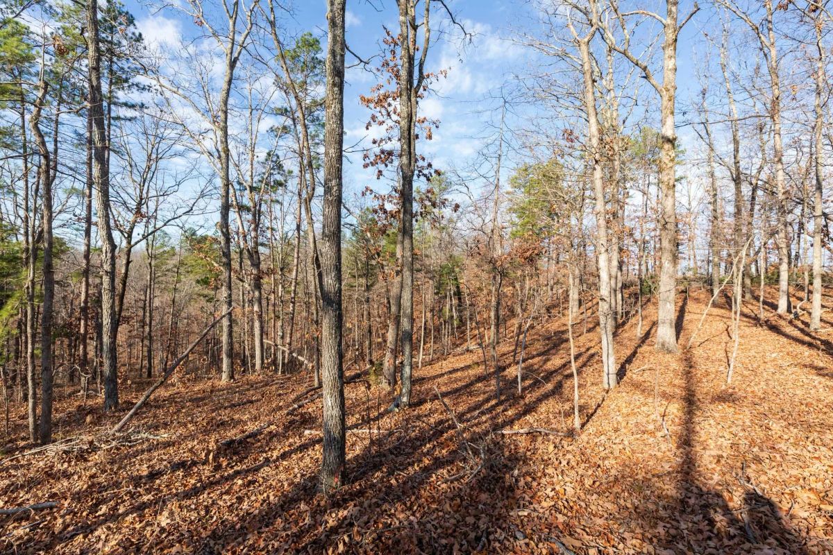Decorative background for Cypress Ridge Tract 39 image 10