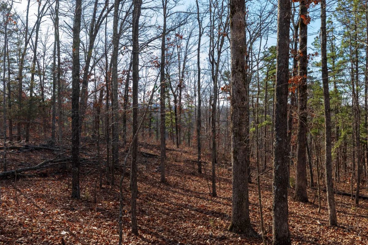 Decorative background for Cypress Ridge Tract 39 image 11