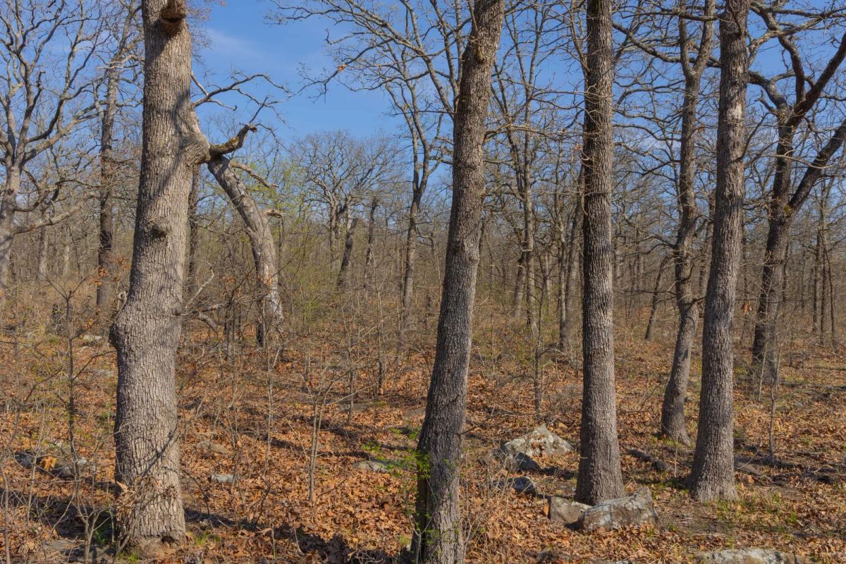 JLH Estates Tract 20 - Image 4