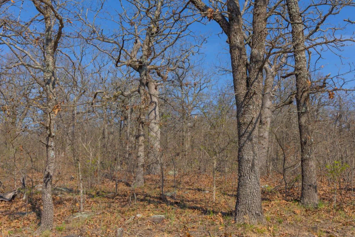 Decorative background for JLH Estates Tract 20 image 7