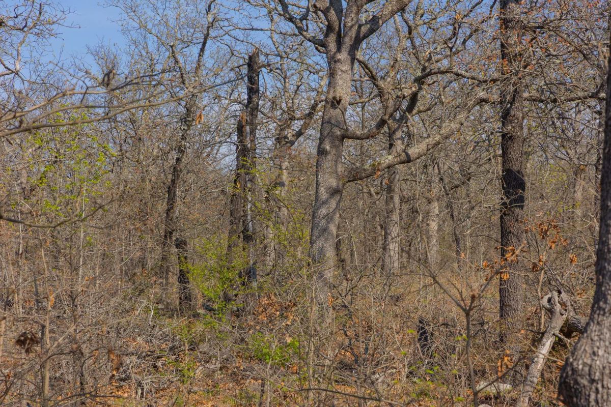 Decorative background for JLH Estates Tract 20 image 8